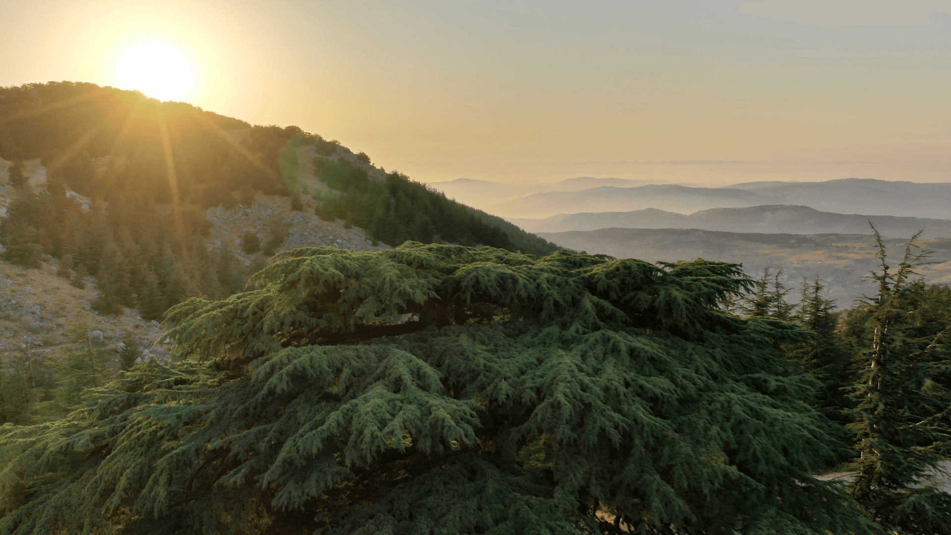 Cedar of Lebanon at sunrise