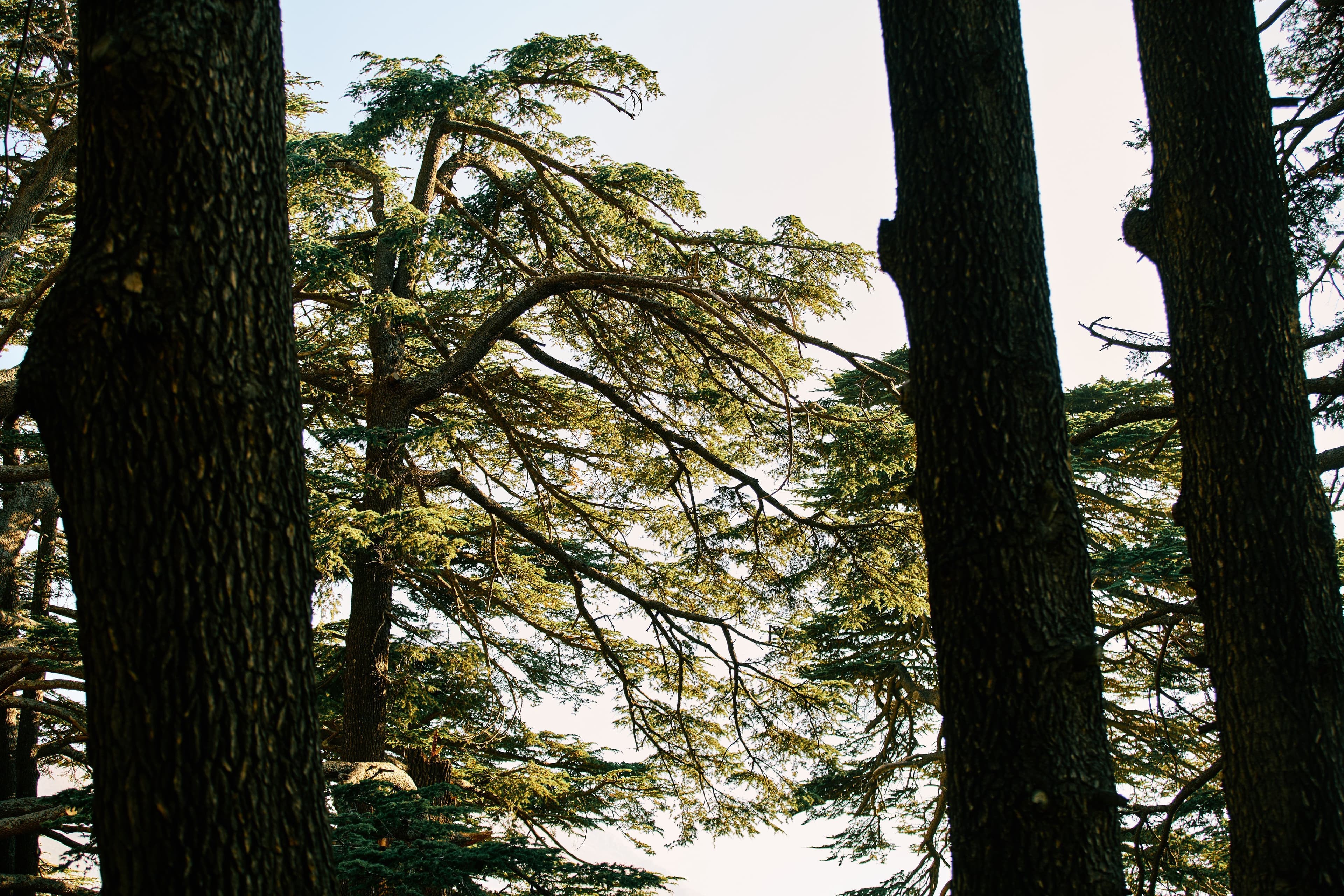 Cedar forest canopy